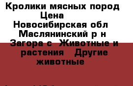 Кролики мясных пород › Цена ­ 500 - Новосибирская обл., Маслянинский р-н, Загора с. Животные и растения » Другие животные   